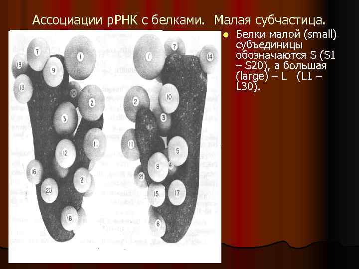 Ассоциации р. РНК с белками. Малая субчастица. l Белки малой (small) субъединицы обозначаются S
