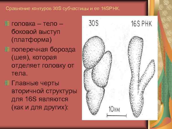 Сравнение контуров 30 S субчастицы и ее 16 SРНК. головка – тело – боковой