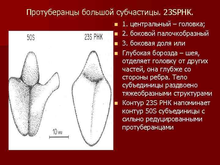 Протуберанцы большой субчастицы. 23 SРНК. n n n 1. центральный – головка; 2. боковой