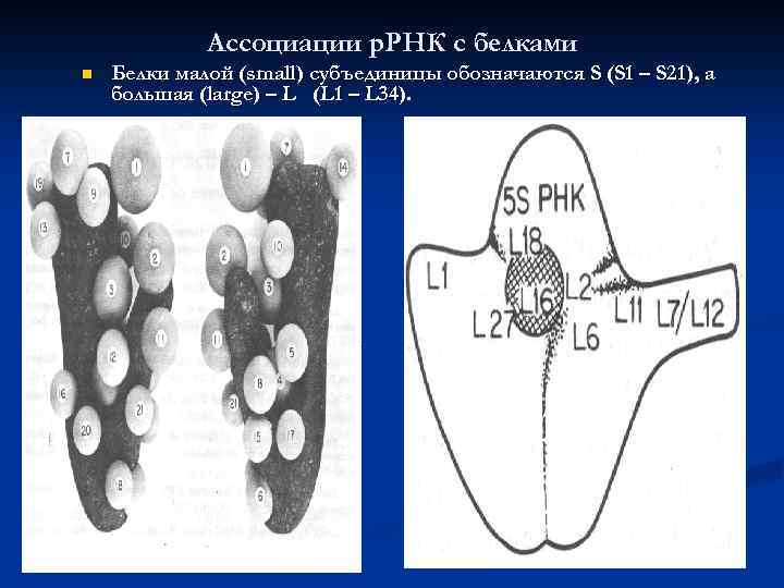 Ассоциации р. РНК с белками n Белки малой (small) субъединицы обозначаются S (S 1