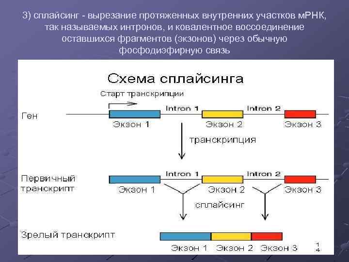 Организация и эволюция ядерного генома презентация