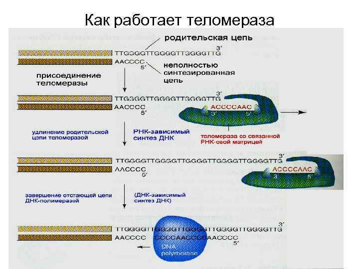 Та 65 Активатор Теломеразы Купить