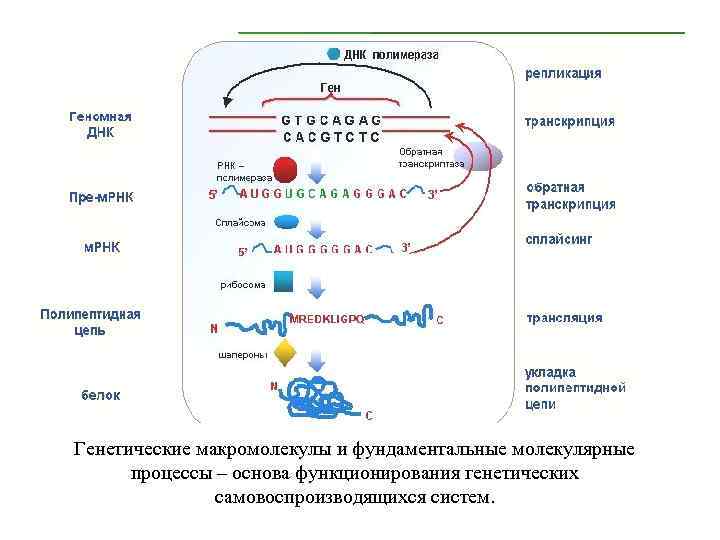 Генетические макромолекулы и фундаментальные молекулярные процессы – основа функционирования генетических самовоспроизводящихся систем. 