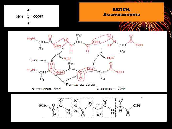 БЕЛКИ. Аминокислоты 