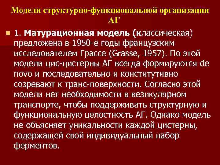 Модели структурно-функциональной организации АГ n 1. Матурационная модель (классическая) предложена в 1950 -е годы