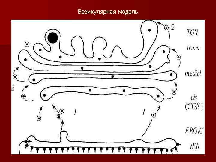 Какой цифрой на рисунке обозначена структура осуществляющая внутриклеточное пищеварение