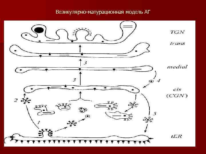 Везикулярно-матурационная модель АГ 