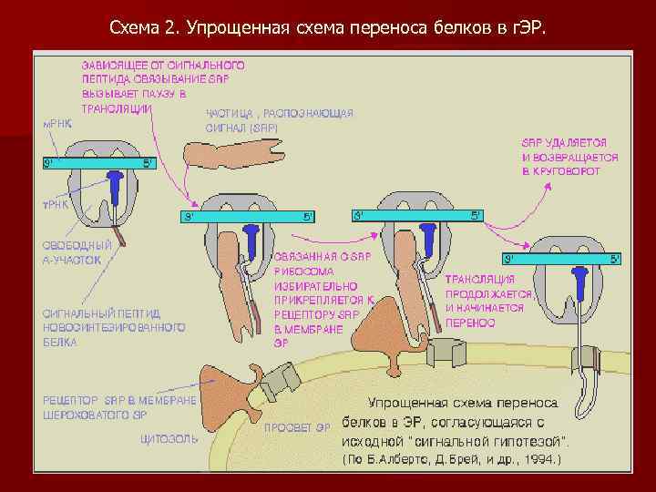 Схема 2. Упрощенная схема переноса белков в г. ЭР. 