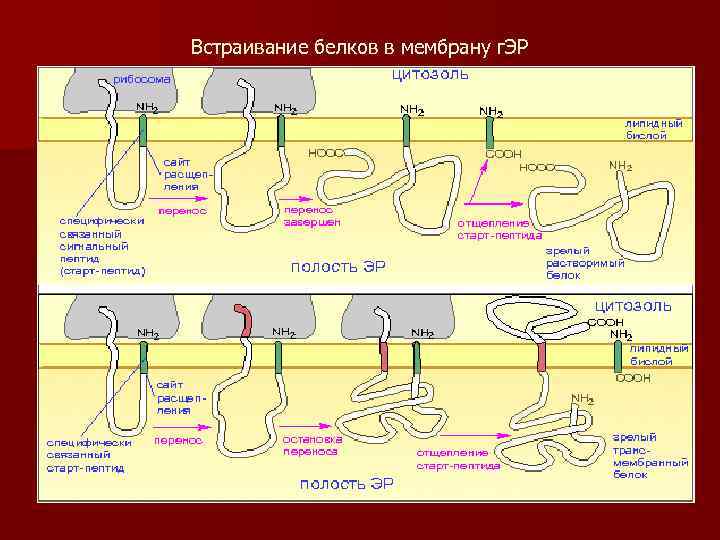 Встраивание белков в мембрану г. ЭР 