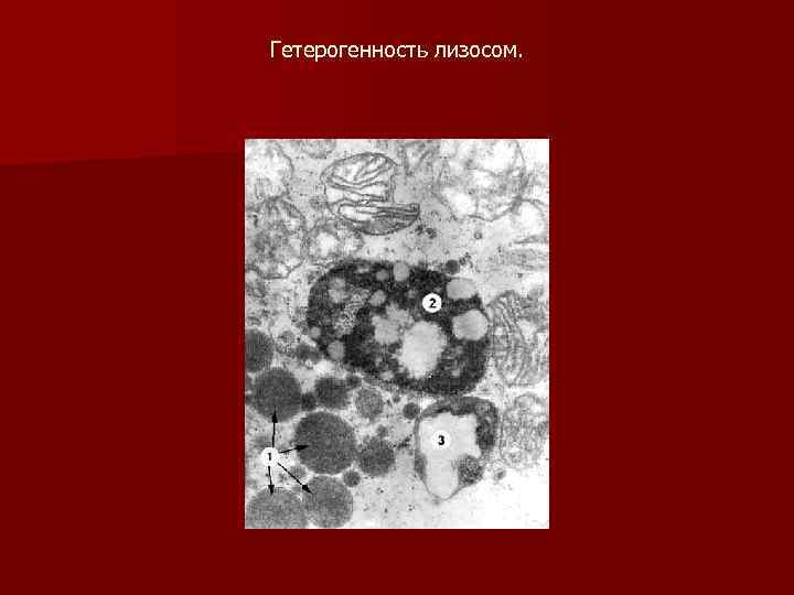 Гетерогенность лизосом. 