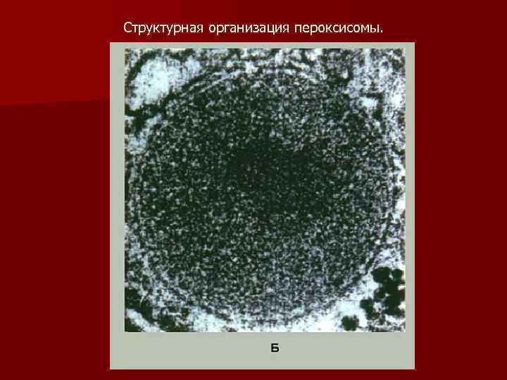 Структурная организация пероксисомы. 