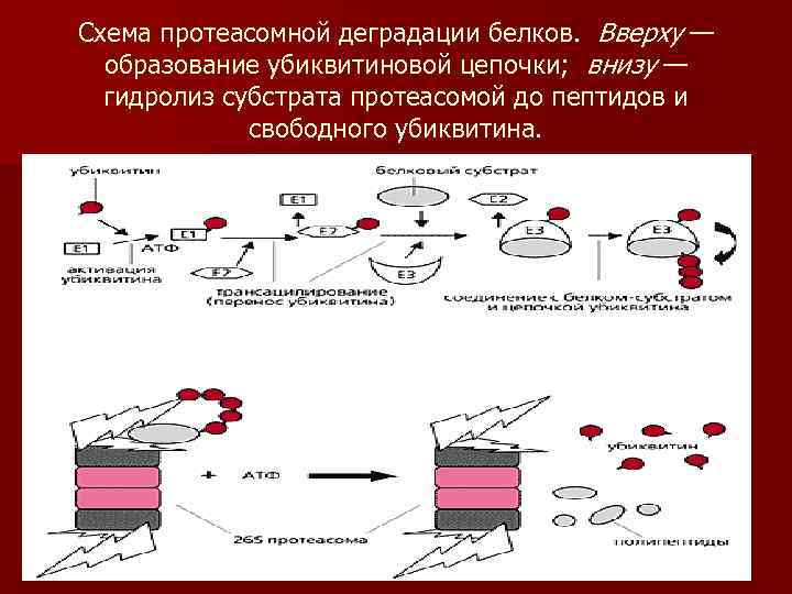 Схема протеасомной деградации белков. Вверху — образование убиквитиновой цепочки; внизу — гидролиз субстрата протеасомой