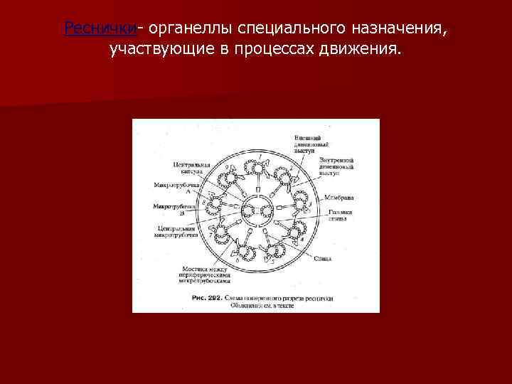 Реснички- органеллы специального назначения, участвующие в процессах движения. 