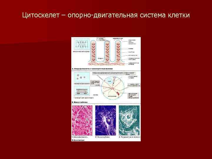 Цитоскелет – опорно-двигательная система клетки 