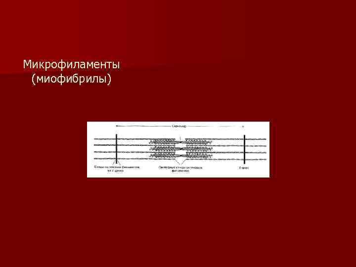Микрофиламенты (миофибрилы) 
