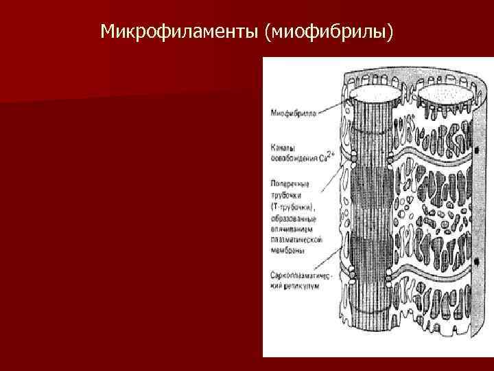 Микрофиламенты (миофибрилы) 