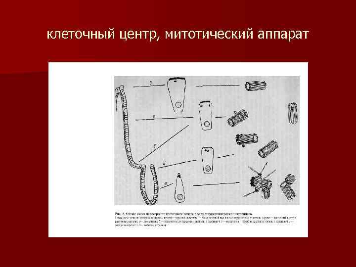 клеточный центр, митотический аппарат 