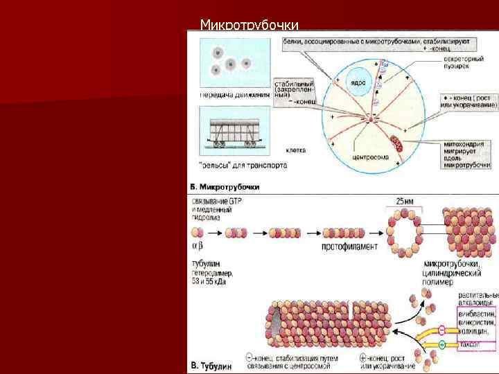Микротрубочки 