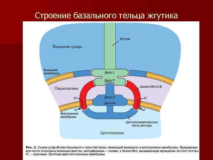 Строение базального тельца жгутика 