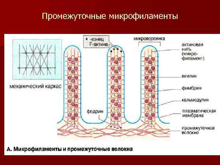Промежуточные микрофиламенты 
