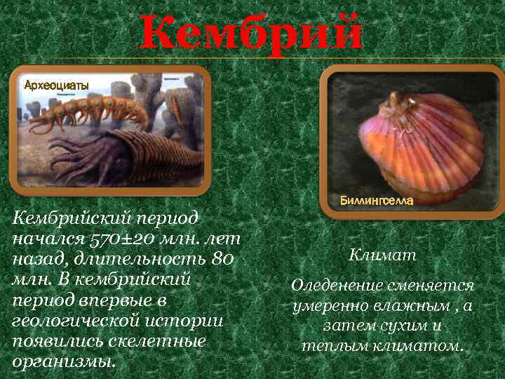 Кембрий Археоциаты Кембрийский период начался 570± 20 млн. лет назад, длительность 80 млн. В