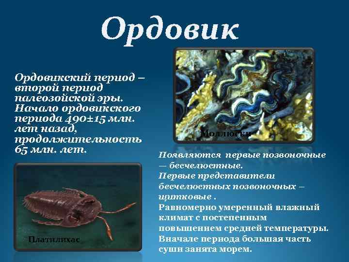 Ордовикский период – второй период палеозойской эры. Начало ордовикского периода 490± 15 млн. лет