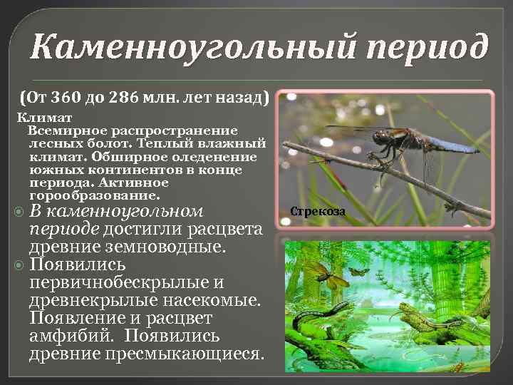 Каменноугольный период (От 360 до 286 млн. лет назад) Климат Всемирное распространение лесных болот.