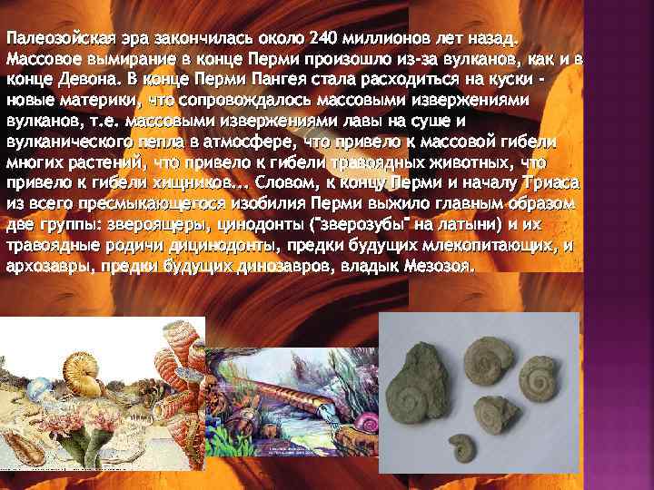 Палеозойская эра закончилась около 240 миллионов лет назад. Массовое вымирание в конце Перми произошло