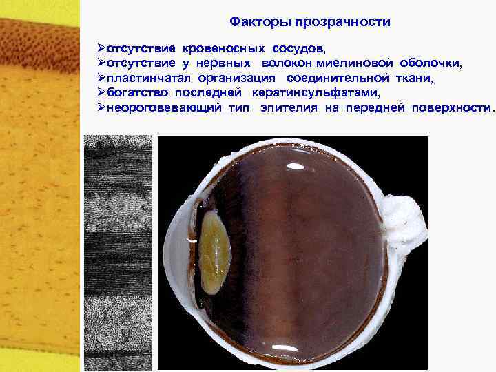 Факторы прозрачности Øотсутствие кровеносных сосудов, Øотсутствие у нервных волокон миелиновой оболочки, Øпластинчатая организация соединительной