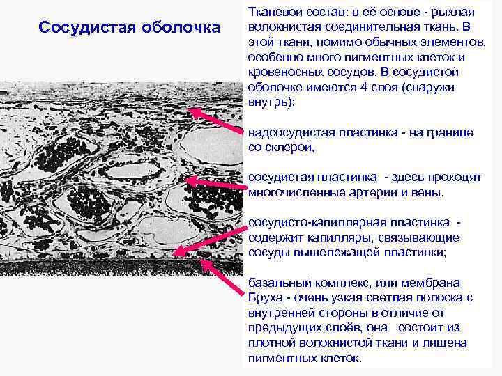 Сосудистая оболочка Тканевой состав: в её основе - рыхлая волокнистая соединительная ткань. В этой