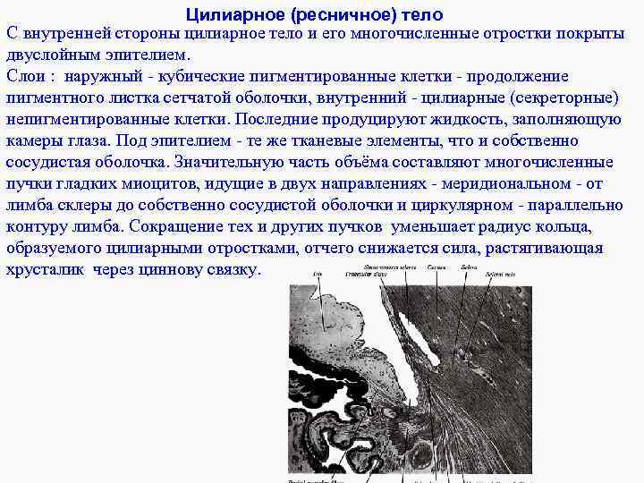 Цилиарное (ресничное) тело С внутренней стороны цилиарное тело и его многочисленные отростки покрыты двуслойным