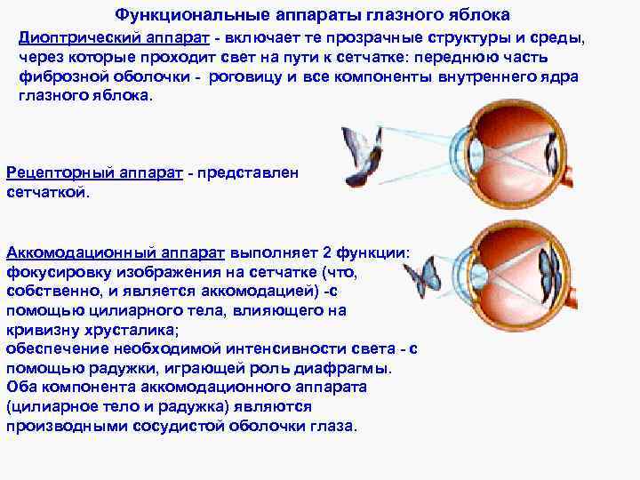 Функциональные аппараты глазного яблока Диоптрический аппарат - включает те прозрачные структуры и среды, через