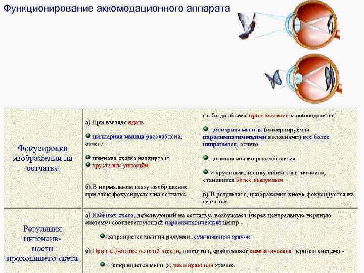 Функционирование аккомодационного аппарата 