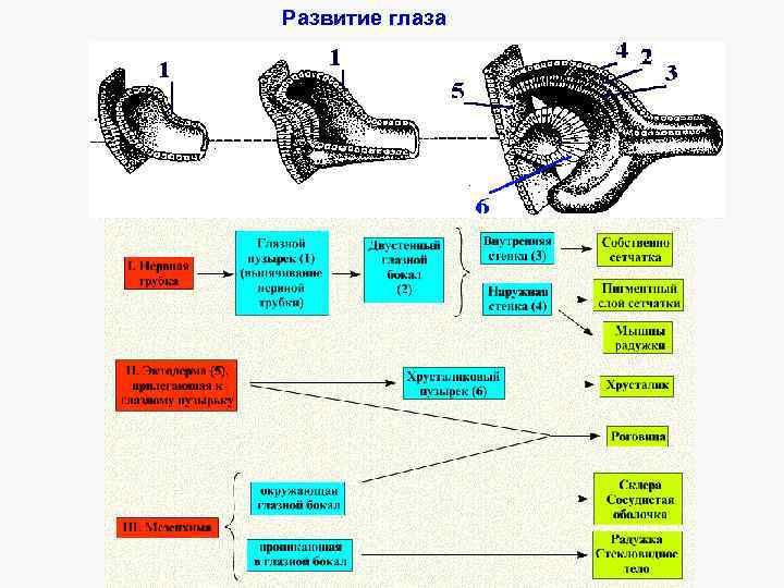 Развитие глаза 