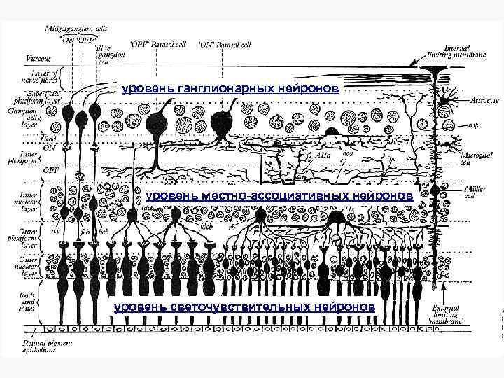 уровень ганглионарных нейронов уровень местно-ассоциативных нейронов уровень светочувствительных нейронов 