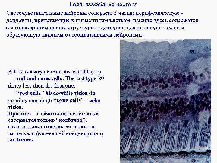 Local associative neurons Светочувствительные нейроны содержат 3 части: периферическую - дендриты, прилегающие к пигментным