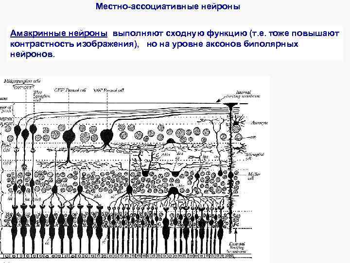 Местно-ассоциативные нейроны Амакринные нейроны выполняют сходную функцию (т. е. тоже повышают контрастность изображения), но