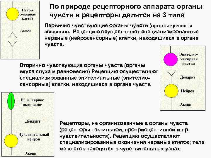 По природе рецепторного аппарата органы чувств и рецепторы делятся на 3 типа Первично чувствующие