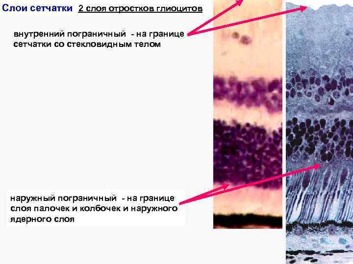 Слои сетчатки 2 слоя отростков глиоцитов внутренний пограничный - на границе сетчатки со стекловидным