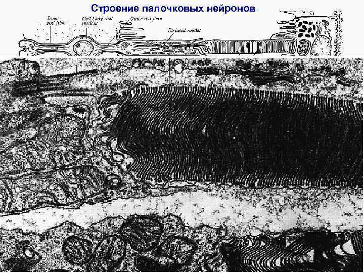 Строение палочковых нейронов В периферическом отделе (дендрите, или палочке) палочкового нейрона различают 2 части: