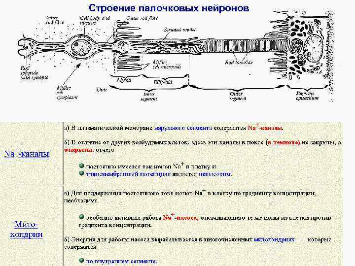 Строение палочковых нейронов 