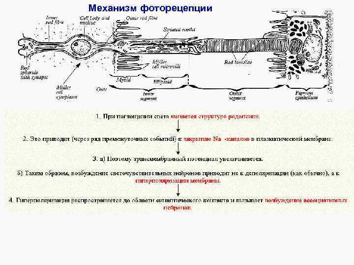 Опишите механизм. Механизм фоторецепции схема. Молекулярные механизмы фоторецепции. Виды фоторецепторов механизмы фоторецепции. Механизм фоторецепции глаза гистология.