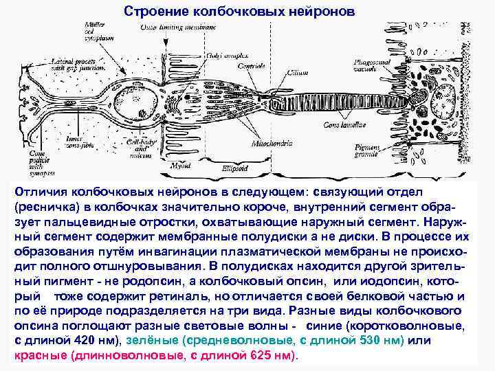 Строение колбочковых нейронов Отличия колбочковых нейронов в следующем: связующий отдел (ресничка) в колбочках значительно