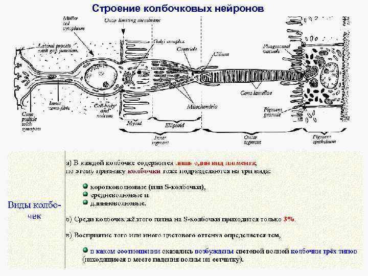 Строение колбочковых нейронов 