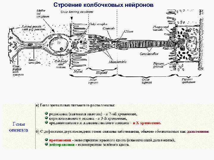 Строение колбочковых нейронов 