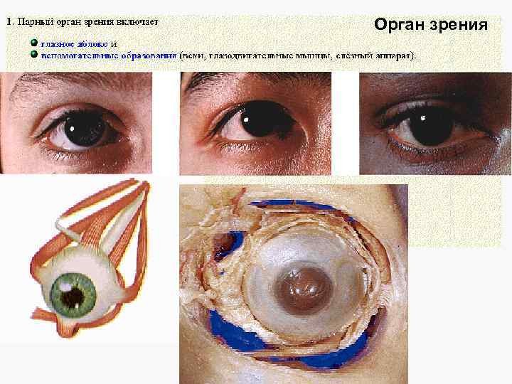 Орган зрения 