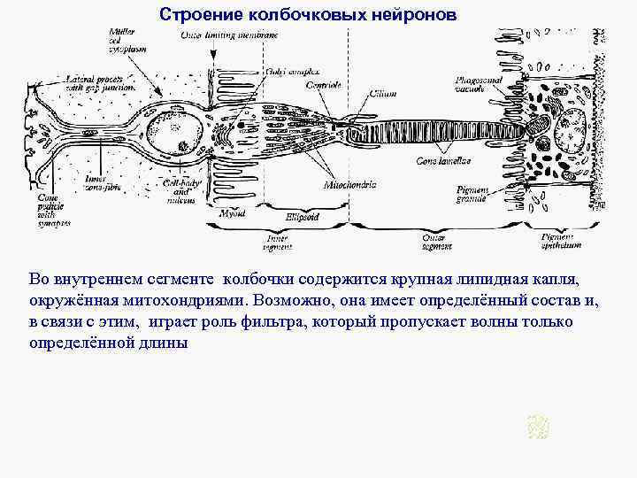 Строение колбочковых нейронов Во внутреннем сегменте колбочки содержится крупная липидная капля, окружённая митохондриями. Возможно,