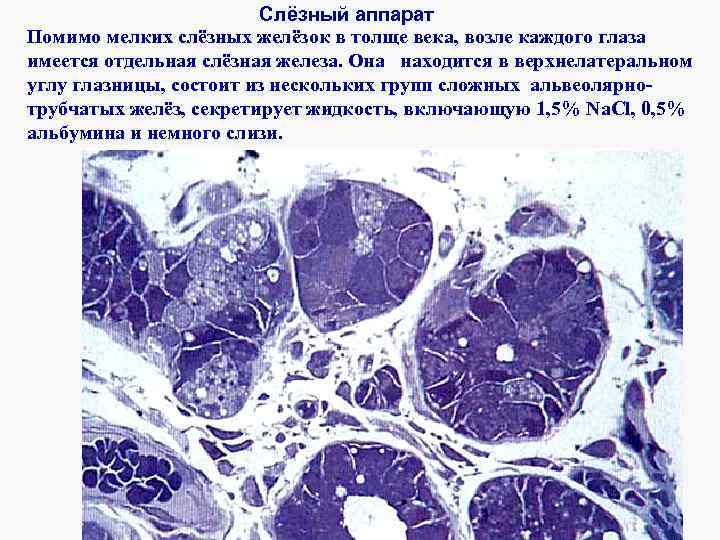Слёзный аппарат Помимо мелких слёзных желёзок в толще века, возле каждого глаза имеется отдельная