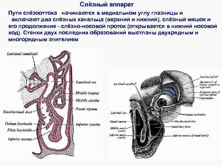 Слёзный аппарат Пути слёзооттока начинаются в медиальном углу глазницы и включают два слёзных канальца