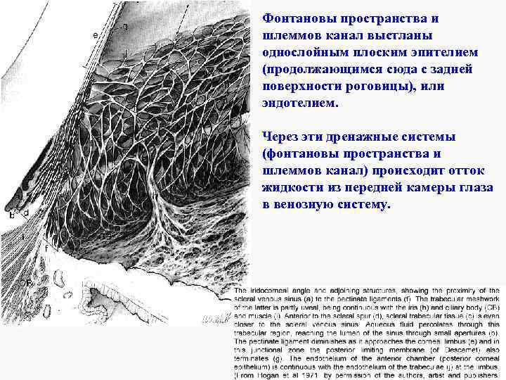 Фонтановы пространства и шлеммов канал выстланы однослойным плоским эпителием (продолжающимся сюда с задней поверхности